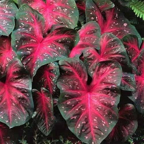 Caladium hybriden 'Red Flash'