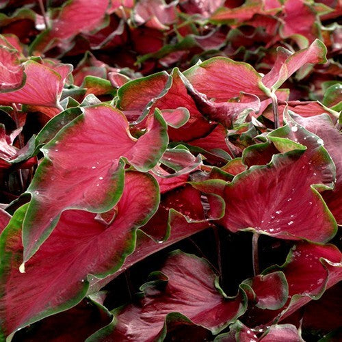 Caladium hybriden 'Red Ruffles' / 'Florida Red Ruffles'
