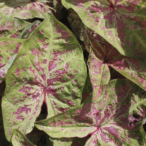 Caladium hybriden 'Seafoam Pink'