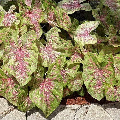 Caladium hybriden 'Seafoam Pink'