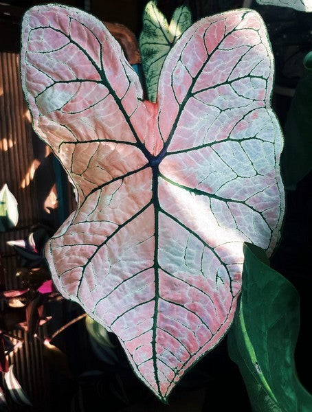 Caladium hybriden 'Spring Fling'