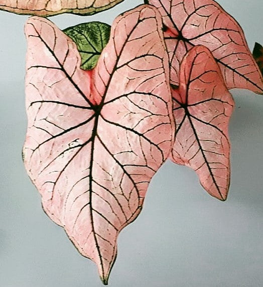 Caladium hybriden 'Spring Fling'