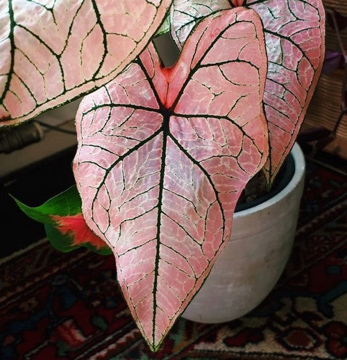 Caladium hybriden 'Spring Fling'