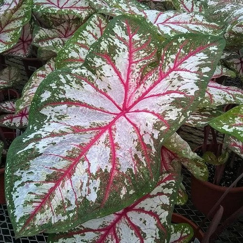 Caladium hybriden 'Tapestry'