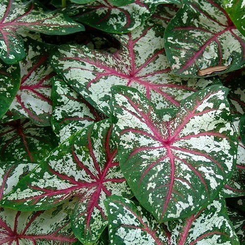 Caladium hybriden 'Tapestry'