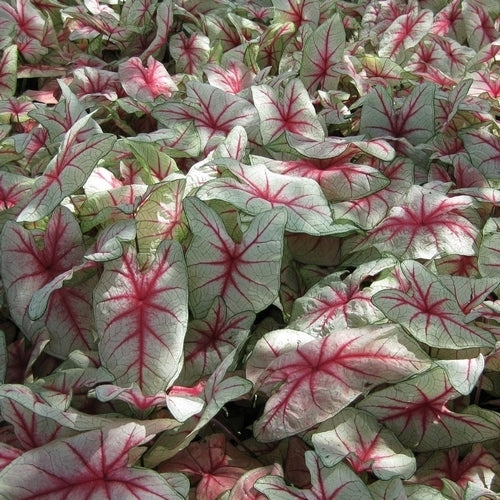 Caladium hybriden 'White Queen'