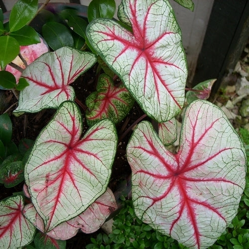 Caladium hybriden 'White Queen'