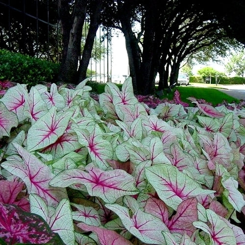 Caladium hybriden 'White Queen'