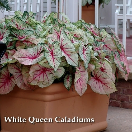 Caladium hybriden 'White Queen'