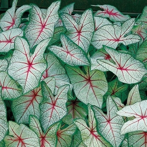 Caladium hybriden 'White Queen'