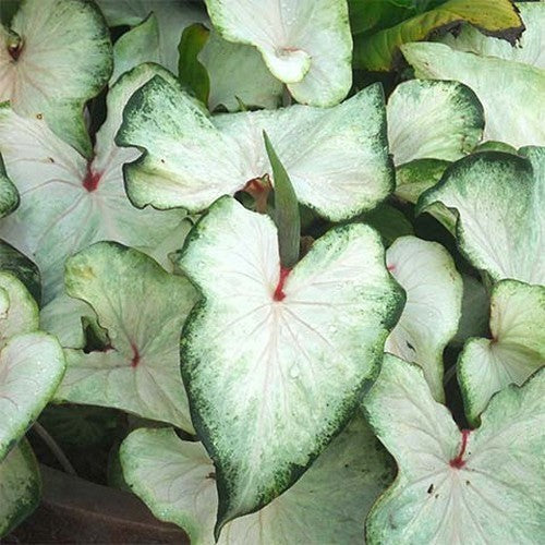 Caladium hybriden 'White Wing' / 'Aaron'