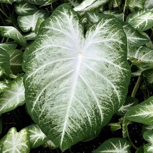 Caladium hybriden 'White Wing' / 'Aaron'