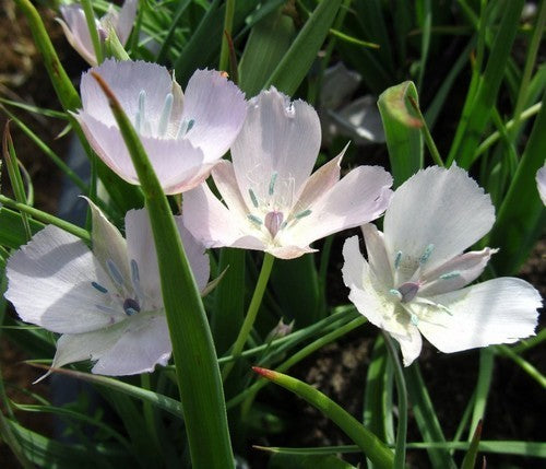 Calochortus hybrids 'Cupido'