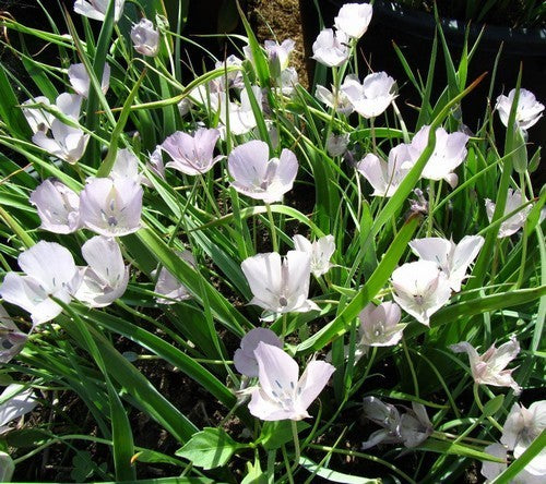 Calochortus hybrids 'Cupido'