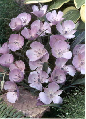 Calochortus hybrids 'Cupido'