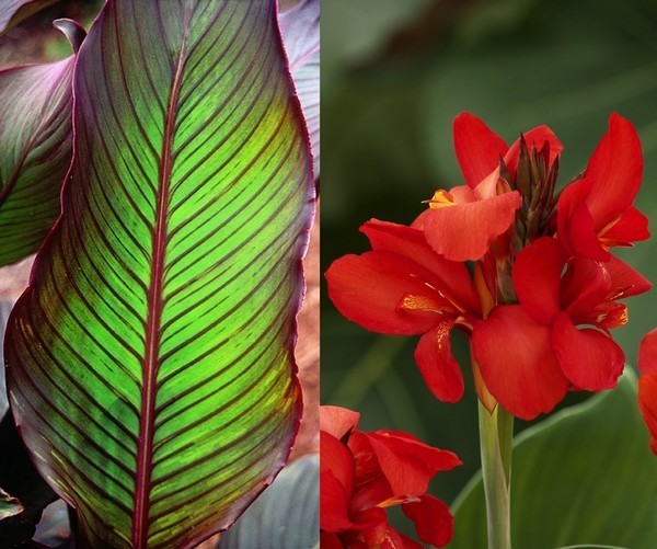Canna indica 'Striped of Aduard'