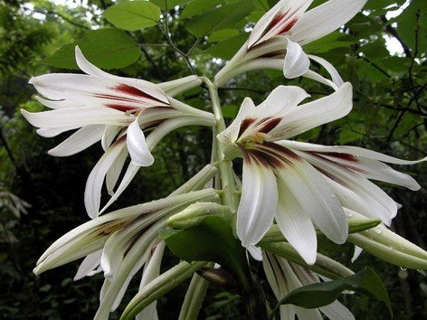 Giant Himalayan Lily