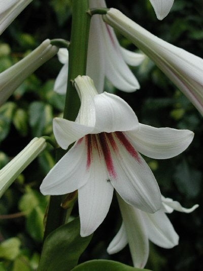 Giant Himalayan Lily