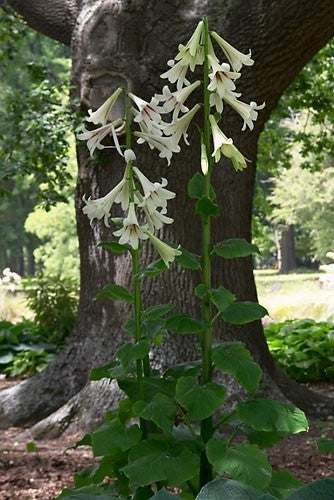 Giant Himalayan Lily