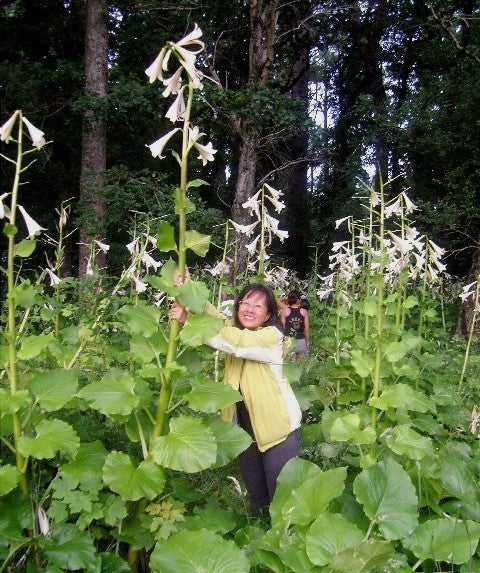 Giant Himalayan Lily