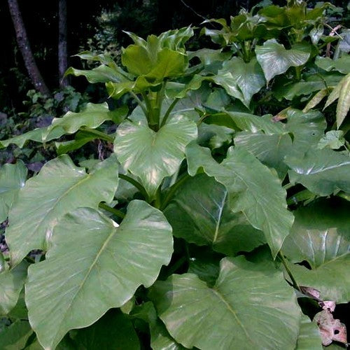 Giant Himalayan Lily