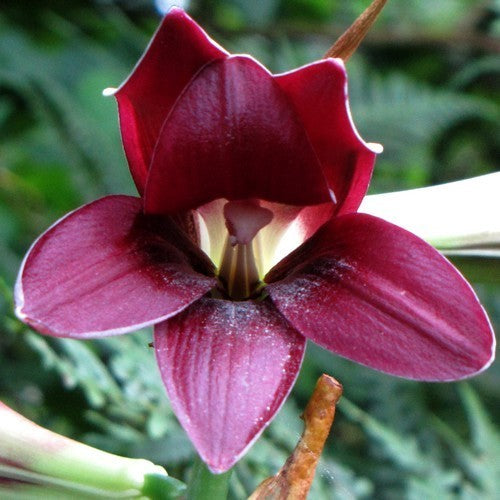 Cardiocrinum cordatum 'Red Flowered'