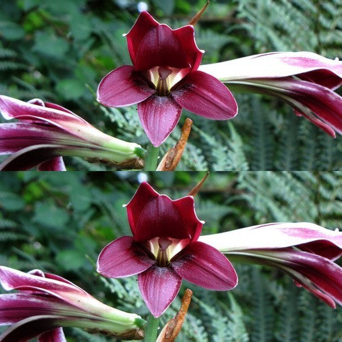 Cardiocrinum cordatum 'Red Flowered'