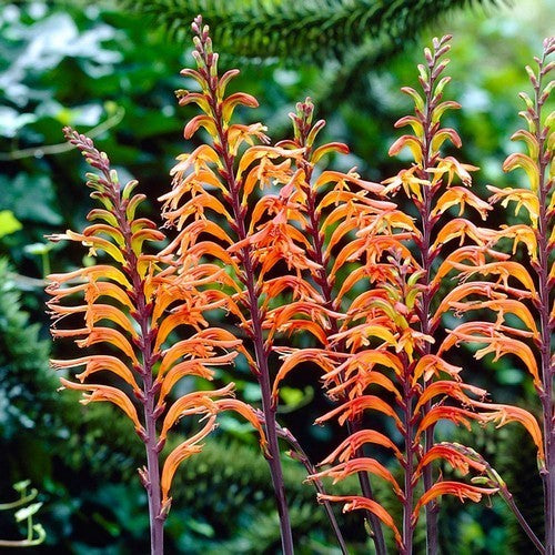 Chasmanthe floribunda 'Saturnus'