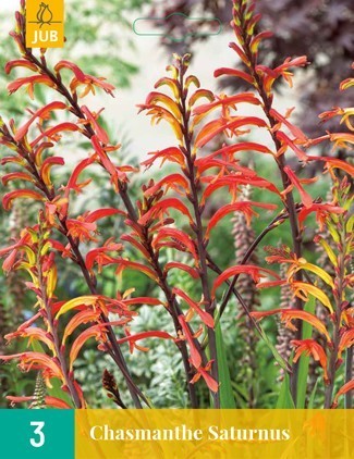 Chasmanthe floribunda 'Saturnus'