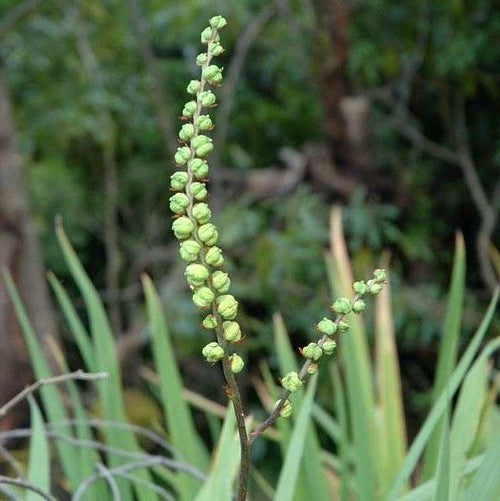 Chasmanthe floribunda 'Saturnus'