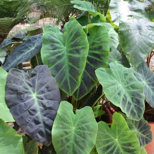Colocasia esculenta 'Antiquorum' / 'Aloha'