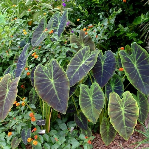 Colocasia esculenta 'Antiquorum' / 'Aloha'