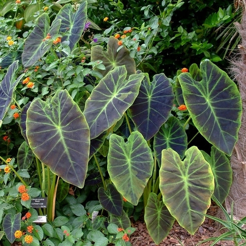 Colocasia esculenta 'Antiquorum' / 'Aloha'