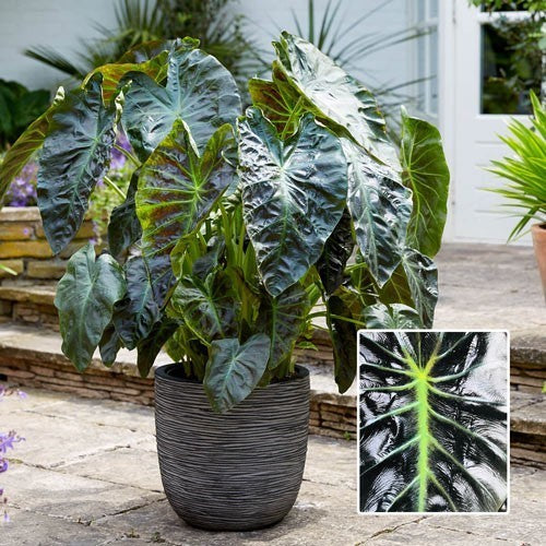 Colocasia esculenta 'Antiquorum' / 'Aloha'