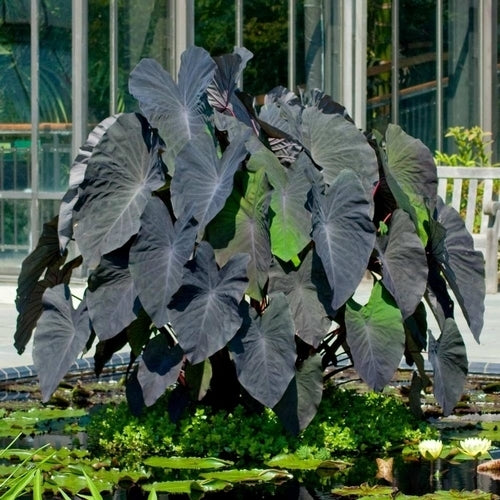 Colocasia esculenta 'Black Magic'