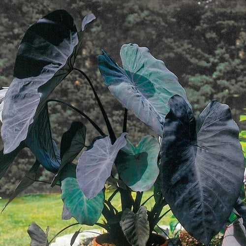 Colocasia esculenta 'Black Magic'