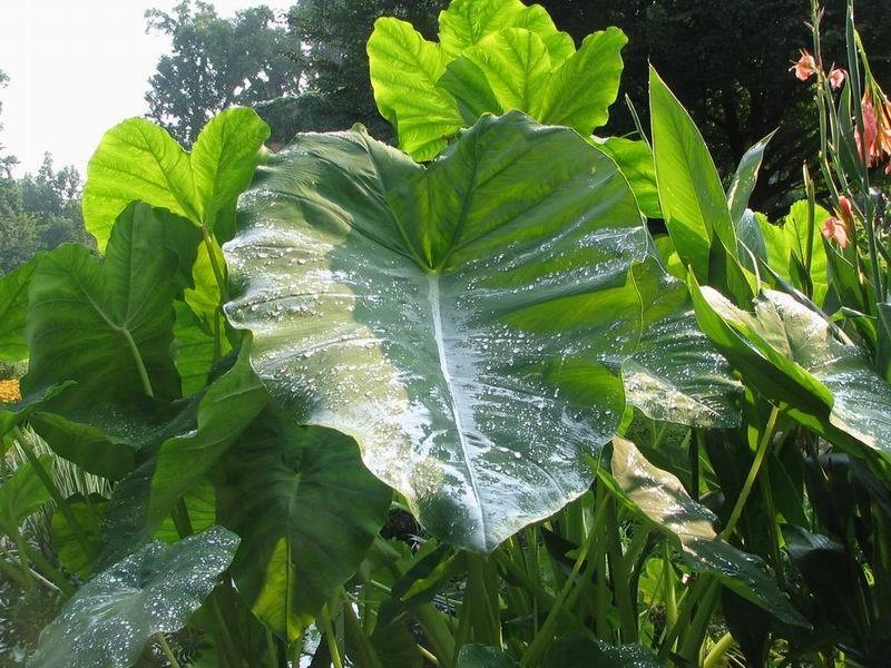 Colocasia esculenta 'Green Leaved'