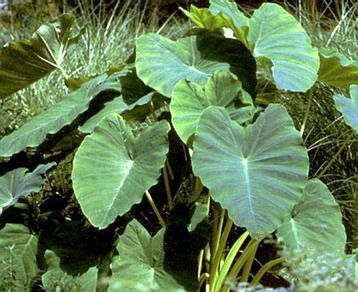 Colocasia esculenta 'Green Leaved'