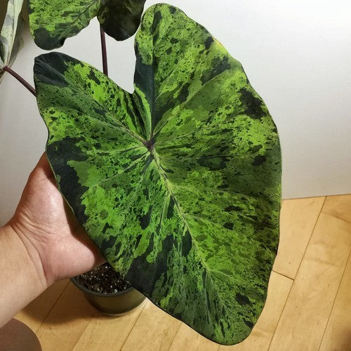 Colocasia esculenta 'Mojito'