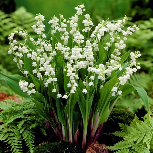 Convallaria majalis 'Alba'