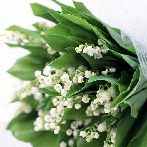 Convallaria majalis 'Alba'