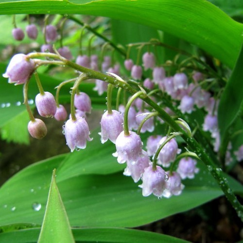 Convallaria majalis 'Rosea'