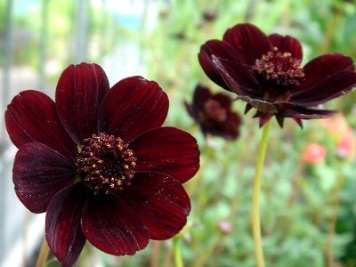 Cosmos atrosanguineus 'Chocamocha'