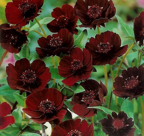 Cosmos atrosanguineus 'Chocamocha'