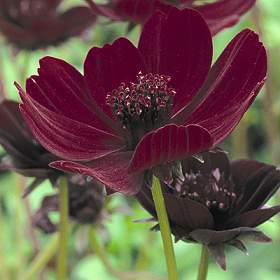 Cosmos atrosanguineus 'Chocamocha'