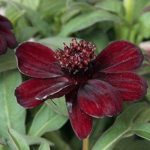 Cosmos atrosanguineus 'Chocamocha'