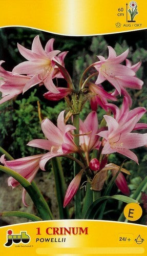 Crinum x powellii