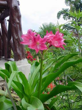 Crinum x powellii