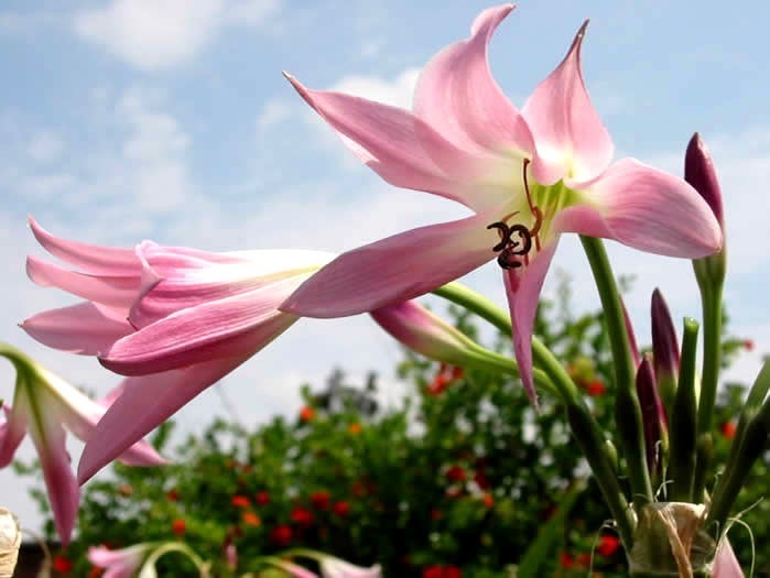 Crinum x powellii