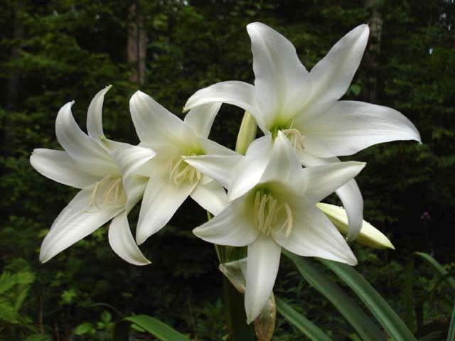 Crinum x powellii 'Album'